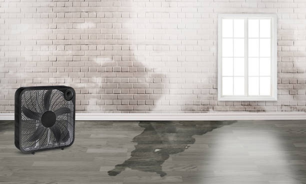 Best Ceiling water damage repair  in Chester Gap, VA